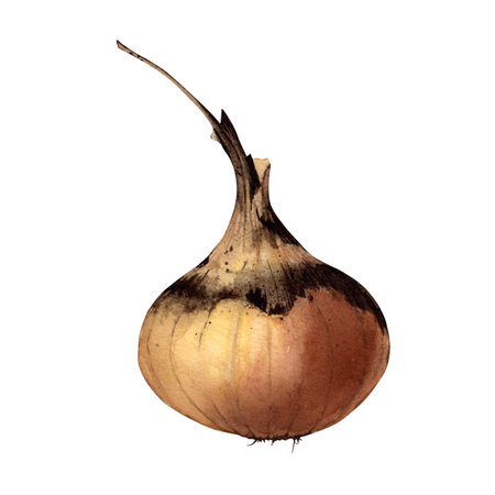 Bulb. Onion. Watercolor illustration of a root vegetable. Vegetable. Isolated white backgroundの写真素材