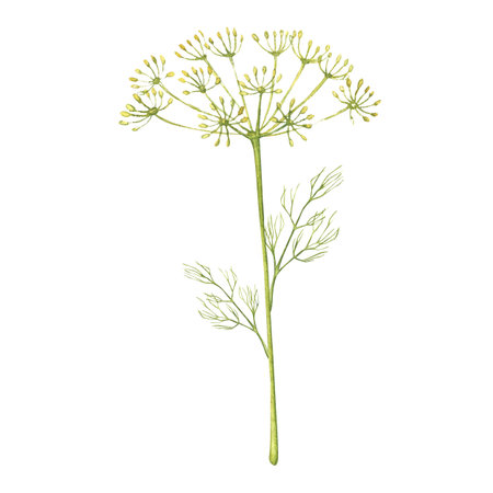 Dill branches. Harvest. Fragrant herbs for salads, soups. Illustration for design, print or...