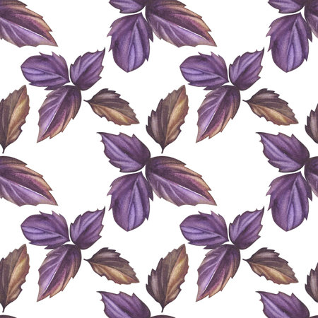 Purple basil. Seamless pattern of aromatic herbs. Gardening and cooking. Watercolor illustration of salad greens. For background design, textileの写真素材