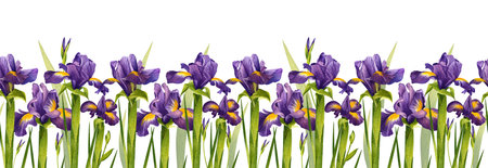 Purple irises with greenery. Watercolor illustration of spring flowers. Seamless pattern of summer plants. Floral composition for textile design, banner, flower shop, packagingの写真素材