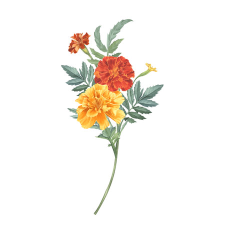 Marigolds, yellow and red buds with greenery. Watercolor illustration. Bright flower arrangement from tagetes. Sempasuchitl for greeting cards, background, packaging, textile. Save the dateの写真素材
