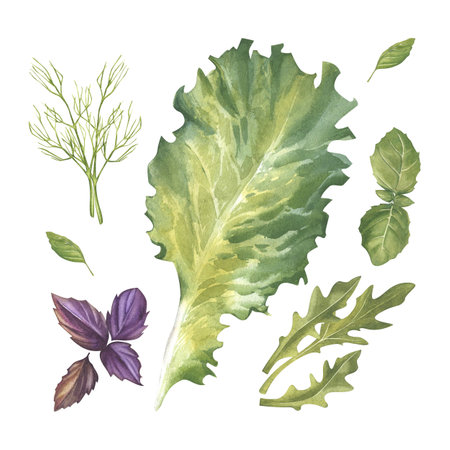 Dill, purple and green basil, arugula, lettuce leaf. Watercolor illustration. Provencal herbs. Fresh salad greens. Farm, vegetarian products. Healthy eating concept. Gardening and vegetable gardenの写真素材