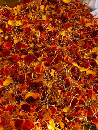 Marigold petals, yellow bright red. Drying parts of garden flower. Harvesting saffron. Tagetes extract. Herbal collection of medicinal plantsの写真素材