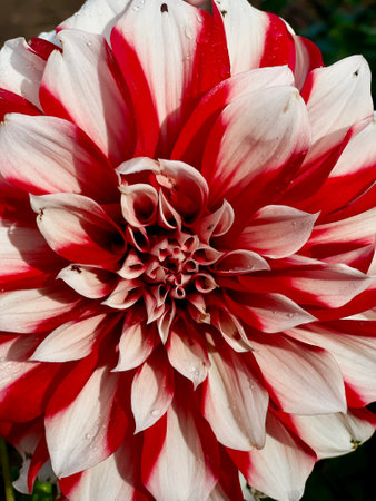 Dahlia red and white vertical frame close-up. Garden plants. A bright flower for a summer mood, floristry and landscape. Flower shopの写真素材