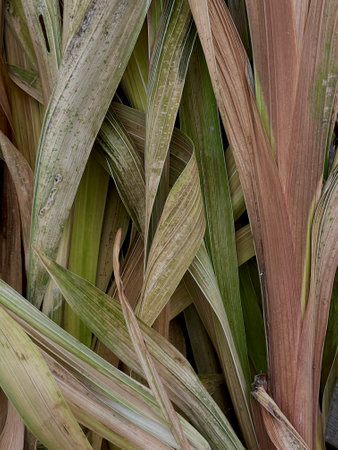 Dried long leaves. Wilted gladiolus leaves. Vertical format. Collecting dried tall grass for a compost heap. Autumn, gardening, preparing for the winter period. Gardening and ecologyの写真素材
