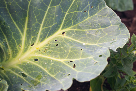 Cabbage leaf with holes from pests. Garden plantings. Farm green vegetables eaten by slugs. Pest...