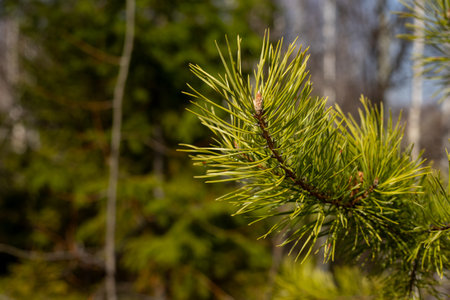 Pine tree branch close-up. Evergreen coniferous tree. Tree seedlings and gardening. Forest...