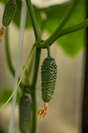 Small growing cucumber on a branch. Cucumber plants in a greenhouse close-up. Growing farm organic...