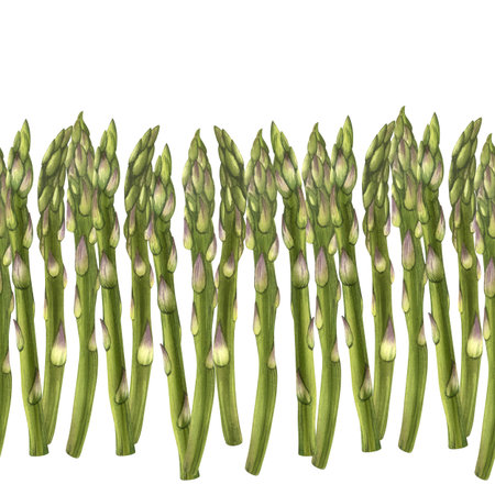Row of asparagus with tips of stems pointing up seamless pattern watercolor illustration. Asparagus is green and has a purple tip. Growing fresh vegetables. From farm to tableの写真素材