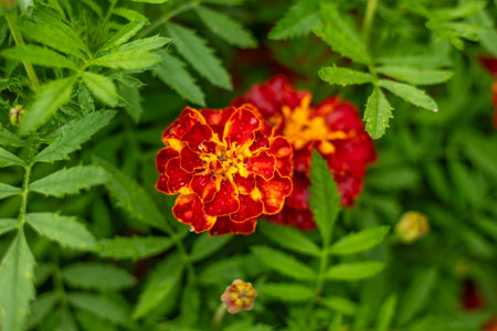 Bright red marigold buds on green background. Garden flowerbed with blooming tegets. Fragrant Cempasuchil flowers for background. Gardening and agricultureの写真素材