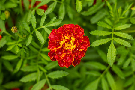 Bright red marigold buds on green background. Garden flowerbed with blooming tegets. Fragrant Cempasuchil flowers for background. Gardening and agricultureの写真素材