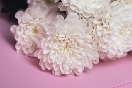 Close-up buds of white chrysanthemum on pink background. Bouquet of white flowers. Delicate floral...