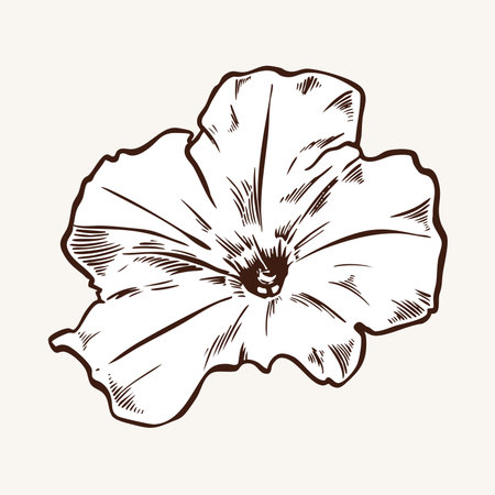 Petunia, vector illustration of flower bud in brown engraving style. Vintage card with garden flower. Hand drawn botanical illustration. Monochrome plant in line styleのイラスト素材