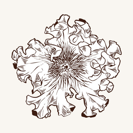 Double petunia, vector illustration of flower bud in brown engraving style. Vintage card with garden flower. Hand drawn botanical illustration. Monochrome plant in line styleのイラスト素材