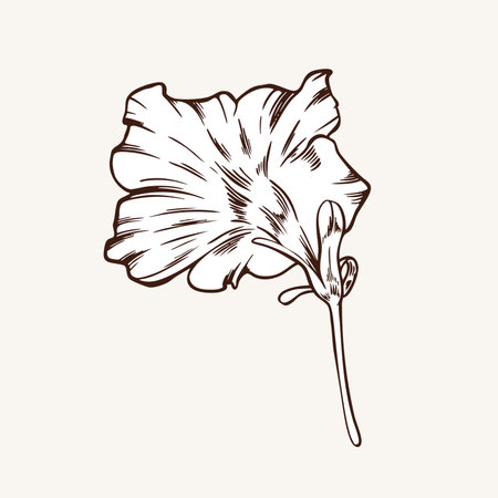 Petunia, bud side view vector illustration in engraving style. Floral element of plant with petals and stem. Botanical hand drawn illustration. Monochrome plant in linear styleのイラスト素材
