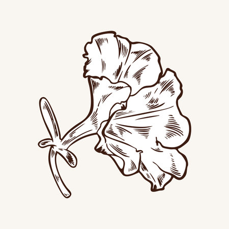 Petunia, bud side view vector illustration in engraving style. Floral element of plant with petals and stem. Botanical hand drawn illustration. Monochrome plant in linear styleのイラスト素材