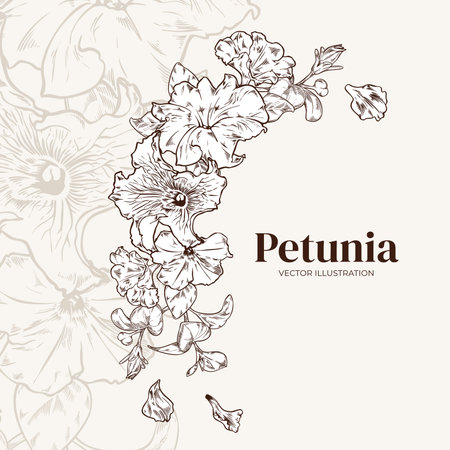 Floral arrangement of petunia flowers and petals outline vector illustration. Vintage card with garden flowers. Corner frame with spring bouquet in monochrome for invitations and greeting cardsのイラスト素材