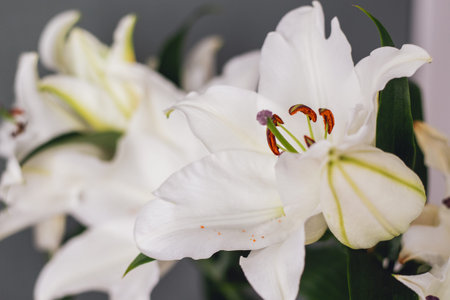 White lily flowers in bloom on a dark gray-green background. Elegant floral close-up with a vintage mood, suitable for luxury design, wedding decor, greeting cards, invitations and romantic branding