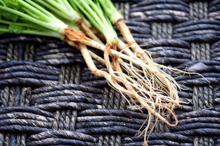 corianderの写真素材