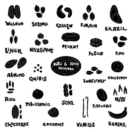 Nuts and seeds collection of hand drawn vector elements. Illustration made in doodle style. Set of food objects for package, merch and other design.のイラスト素材