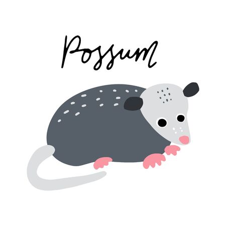 Australian Animal Possum vector illustration clipart. Kids design poster. Wild mammal drawing in scandinavian style. Handwritten lettering. Exotic wildlife. のイラスト素材