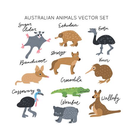 Australian Animals vector illustrations clipart bundle. Kids design posters set. Wild mammal drawing in scandinavian style. Handwritten lettering. Exotic wildlife. のイラスト素材