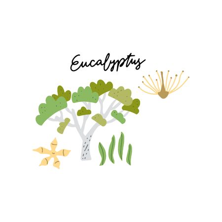 Australian Landmark Eucalyptus Treee vector illustration. Vector isolated clipart. Kids design poster. Drawing in scandinavian style. Handwritten lettering.のイラスト素材