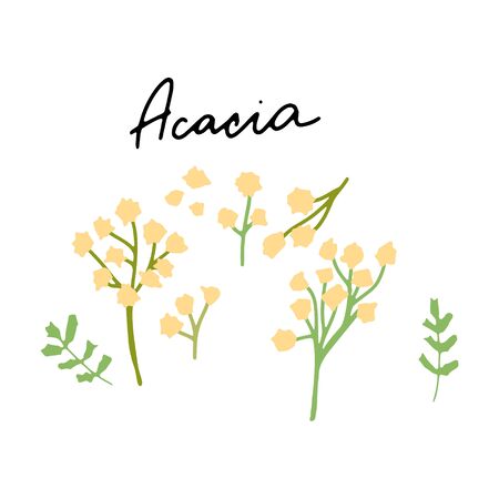 Australian Landmark Acacia Tree vector illustration. Vector isolated clipart. Kids design poster. Drawing in scandinavian style. Handwritten lettering.のイラスト素材