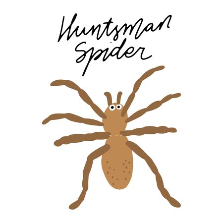 Australian insect Huntsman Spiderl vector illustration clipart. Kids design poster. Wild mammal drawing in scandinavian style. Handwritten lettering. Exotic wildlife. のイラスト素材