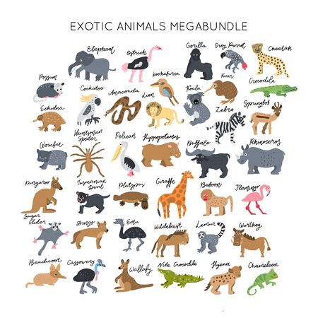 Exotic Animals vector illustrations clipart bundle. Kids design posters set. Wild mammal drawing in scandinavian style. Handwritten lettering. Exotic wildlife. のイラスト素材
