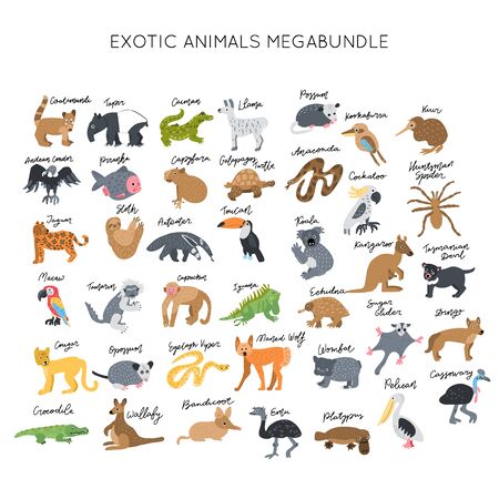 Exotic animals clipart vector illustrations set. Elegant vector bundle. Kids design posters collection. Drawing in scandinavian style. Handwritten lettering.のイラスト素材