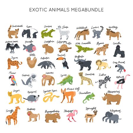 Exotic animals clipart vector illustrations set. Elegant vector bundle. Kids design posters collection. Drawing in scandinavian style. Handwritten lettering.のイラスト素材