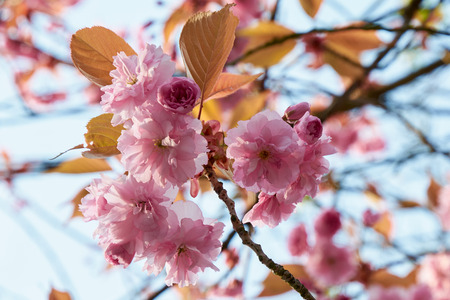 A blooming cherry tree with delicate pink terry flowers in the spring.の写真素材