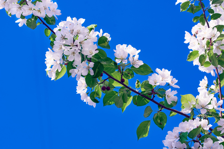 A blooming branch of an apple tree, large white flowers on a blue clear sky backgroundの写真素材