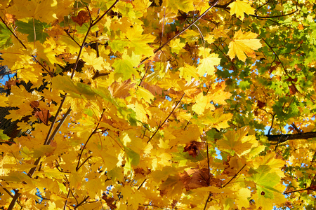 yellow, green, golden leaves of a maple branch in autumn in the rays of autumn sunの写真素材