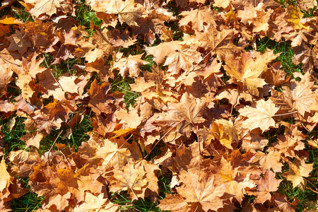 yellow, brown, golden leaves of a maple on the green grass in autumn in the rays of autumn sunの写真素材