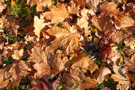 yellow, brown, golden leaves of a maple on the green grass in autumn in the rays of autumn sunの写真素材