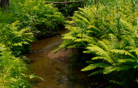 A spring in the forest surrounded by green ferns. Coniferous forest. Summer forest background.の写真素材