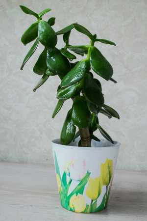 Crassula, a money tree in a pot.の写真素材
