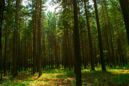 The sunlight in the coniferous forest, the spruce forest, the sun's rays through the branches...