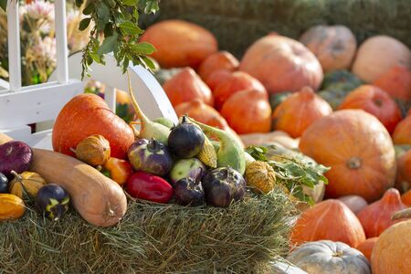 Thanksgiving decor with pumpkins and fall harvest in the garden.