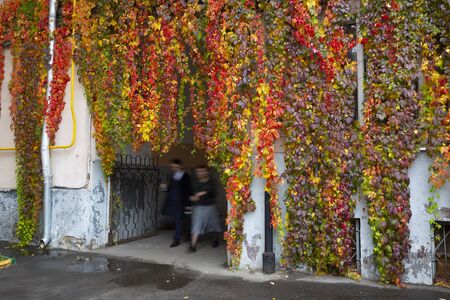 Rainy morning in the city. Strangers are passing by colorful red, yellow and purple fall thickets of wild grapes.の写真素材