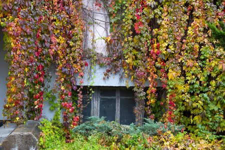 Rainy morning in the city. Colorful red, yellow, purple and green fall bushes of wild grapes.の写真素材
