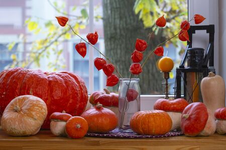 Orange pumpkins  and physalis on the wooden windowsill.の写真素材