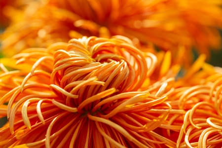 Closeup of blooming orange Chrysanthemums flower in the autumn garden. Abstract background of macro orange chrysanthemums. Selective focus. Blurred backgroundの写真素材