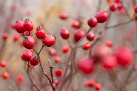 Bright ripe red fruits of rose hip on the branch of the bush, popular tea ingradient, a source of natural vitamin C. Selective focus.の写真素材