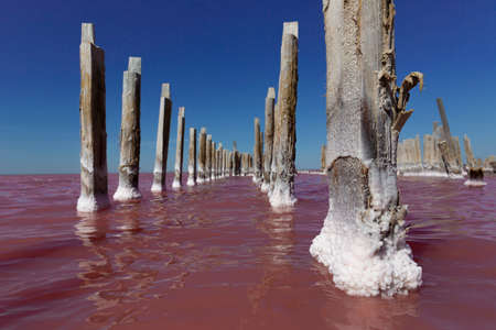 Pink salt lake with salt crystals on wooden pillars. Sasyk Sivash pink salt lake landscape.の写真素材