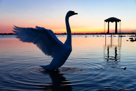 White swan flaps its wings against the background of sunset in the circles on the water in the lake...