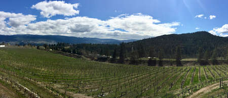 Panorama of Vineyardの写真素材