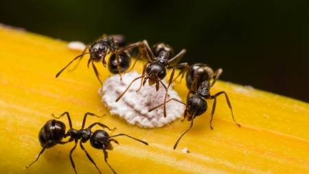 Ant on a yellow background 